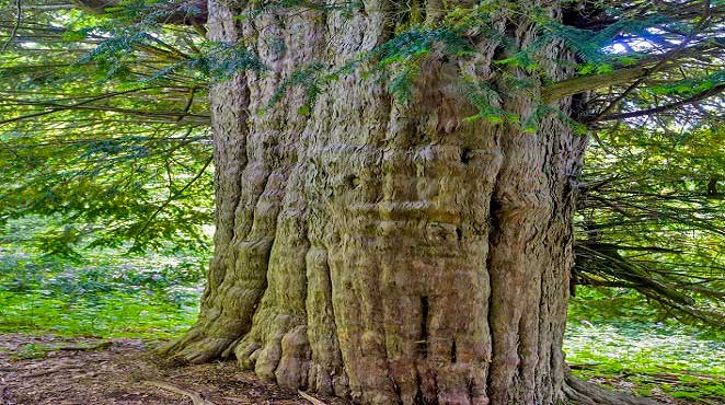 Ölüme Meydan Okuyan Porsuk Ağacının Gizemleri. Bronz Çağı'nda Doğan 4112 Yıllık Porsuk Alaplı'da.