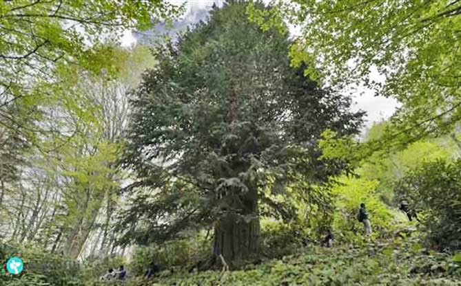 Ölüme Meydan Okuyan Porsuk Ağacının Gizemleri. Bronz Çağı'nda Doğan 4112 Yıllık Porsuk Alaplı'da.
