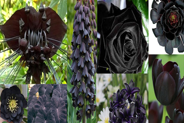 Yıldızlı Petunyalar, Siyah Çiçekler, Gotik Bahçeler