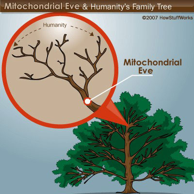 Mitokondriyal Havva: Yaralı fakat Asla Ölmedi