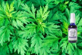 Mugwort ile tanışma