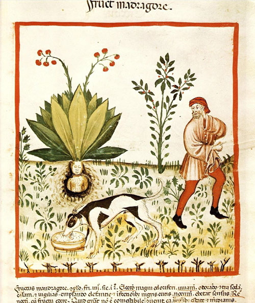 Okült botanik ve bitki codex'leri