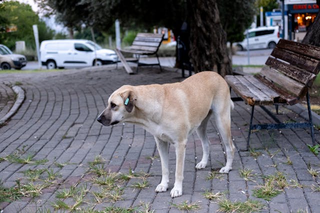 Sokak hayvanları vicdanımız tehlikede