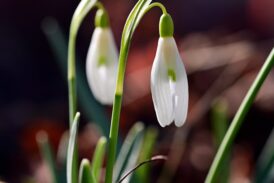 Ruhsal Çöküşten Önce Son Çıkış: Kendin Olmak