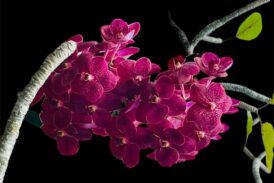 Likya çiçekleri serisi, orkideler