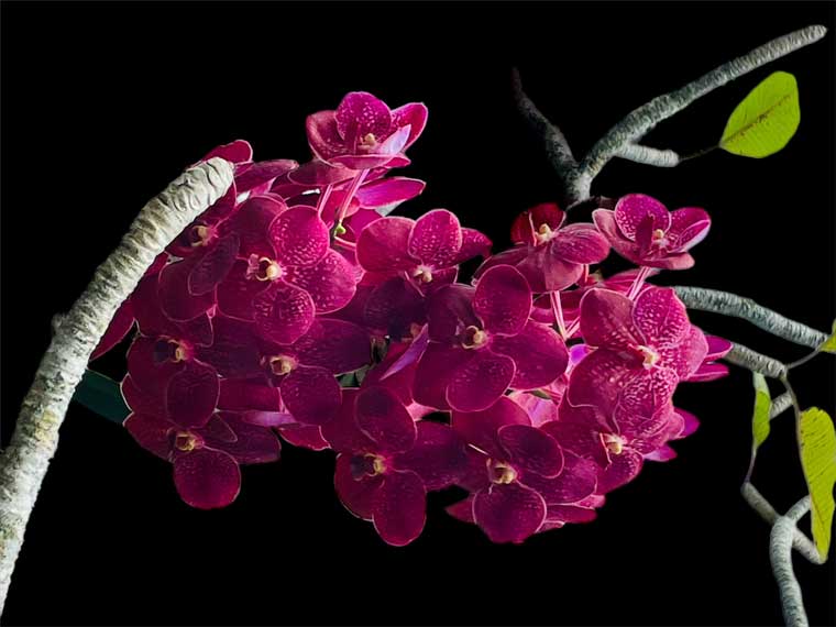 Likya çiçekleri serisi orkide çiçekleri