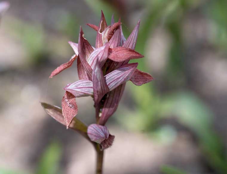 Likya çiçekleri serisi, orkideler