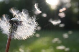 Tonalin içine hapsolmuş niyetler