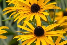 Kara gözlü çiçeklerin okült kimliği