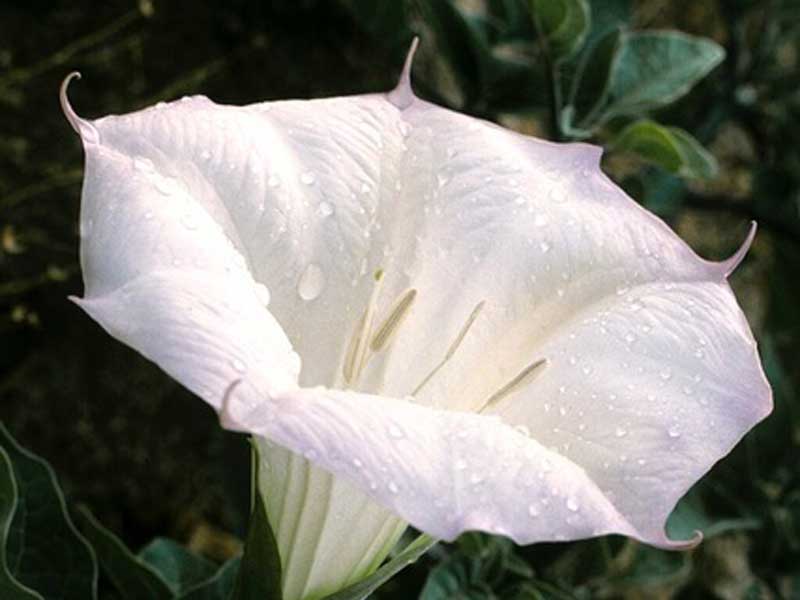 Kara gözlü çiçeklerin okült kimliği