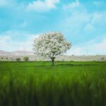 Baharda usul usul yürü