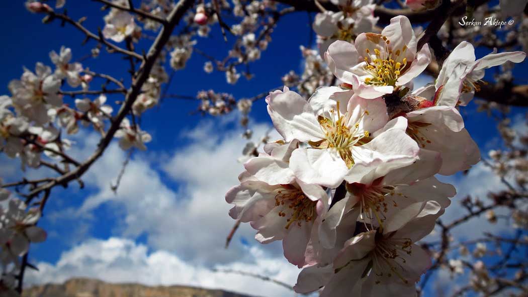 Badem Çiçekleri