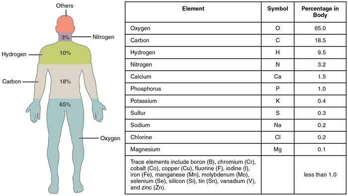 insan-vücudundaki-elementler