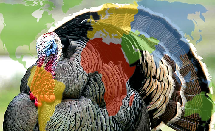 turkey-hindi