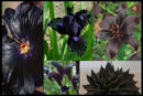 Yıldızlı Petunyalar, Siyah Çiçekler, Gotik Bahçeler