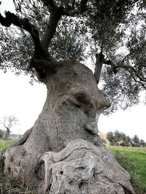 Kutsal Armağan Zeytin Ağacı. Alegoriler ve Sembolizm