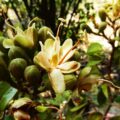 Kadim Bitkilerin Şifa Çemberi; Colombia 1