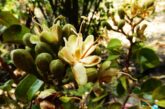 Kadim Bitkilerin Şifa Çemberi; Colombia 1
