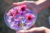 Çiçek terapi’nin terapisti olmak